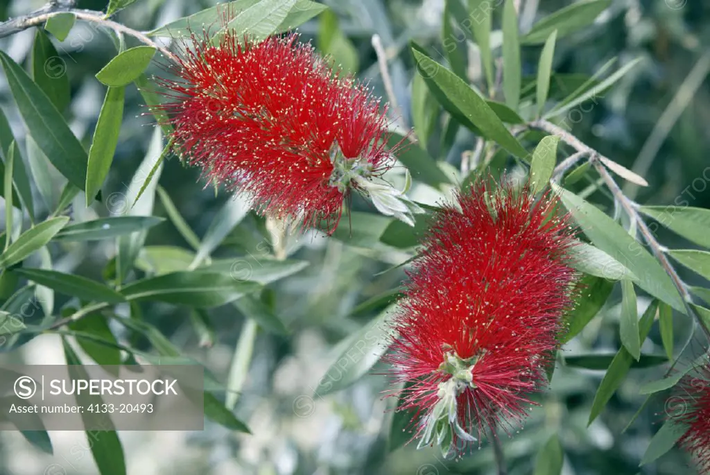 Crimson Bottle Brush , Bottle Brush , Callistemon citrinus , Australia , Germany , Europe , bloom