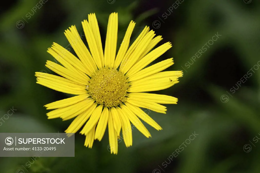 Yellow Ox eye Daisy , Yellow Oxeye Daisy , Buphthalmum salicifolium , Germany , Europe , bloom
