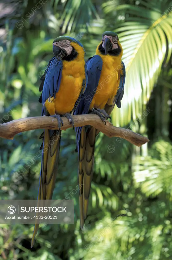 Blue & Yellow Macaw , Ara ararauna , South America , adults , couple , pair ,on tree