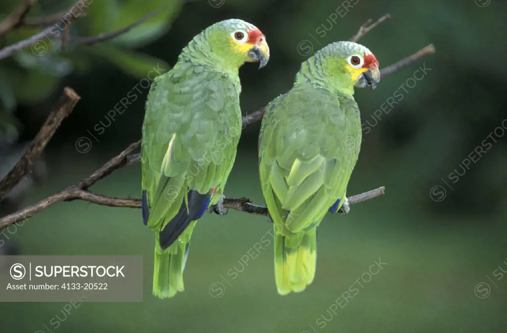 Yellow cheeked Amazon , Amazona autumnalis , South America , adult couple , pair  on tree