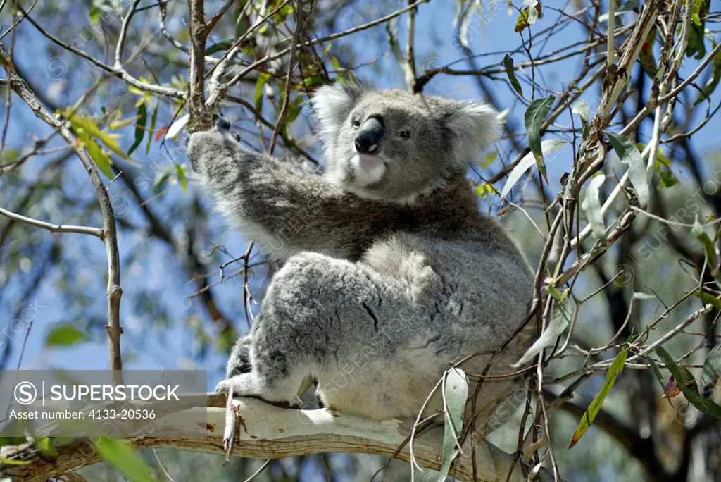 Koala Phascolarctos cinereus Australia