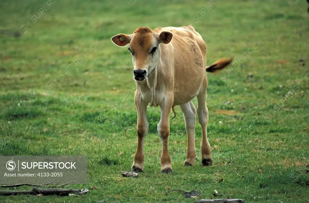 Cattle,Domestic Animal,Australia,calf,out at feed