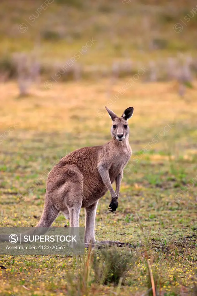 Eastern Grey Kangaroo,Macropus giganteus,Wilson Promontory Nationalpark,Australia,adult female