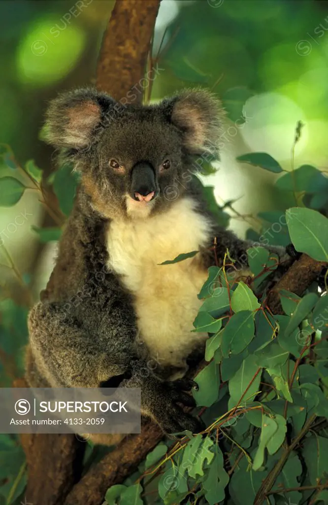 Koala,Phascolarctos cinereus,Australia,adult resting on tree