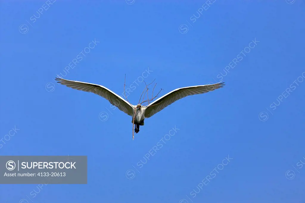 Great White Egret,Egretta alba,Florida,USA,adult flying with nesting material blue sky