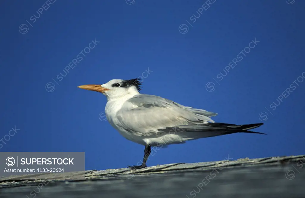 Royal Tern , Sterna maxima , Sanibel , Florida , USA , America , adult