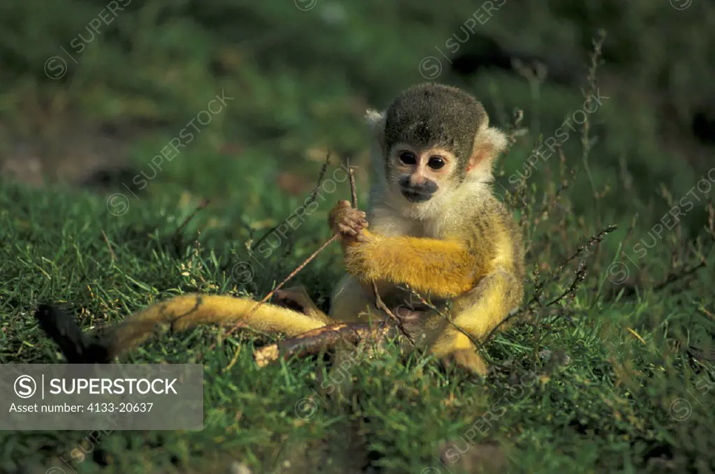 Common Squirrel Monkey , Primate , Primates , Saimiri sciureus , South America , young , subadult on ground