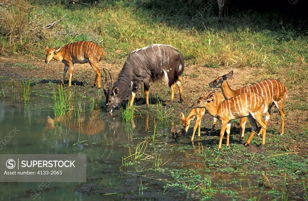 Nyala,Tragelaphus angasi,Mkuzi Game Reserve,South Africa,Africa,family drinking at water