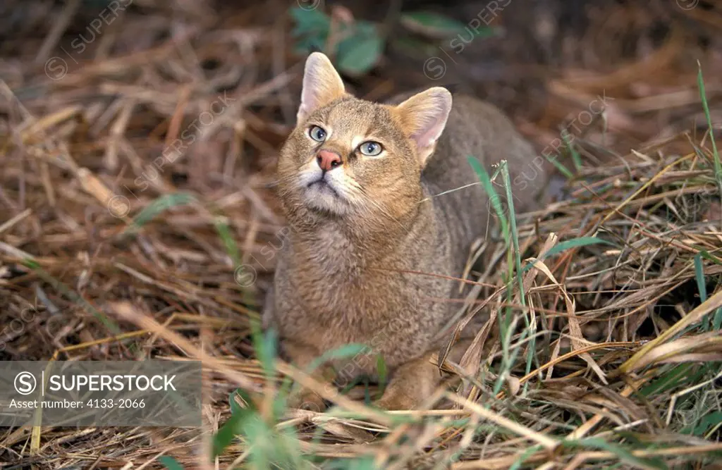 Jungle Cat,Felis chaus,Asia,adult portrait