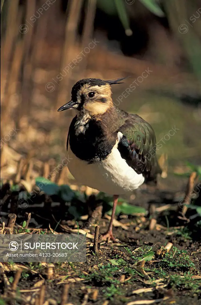 Lapwing Vanellus vanellus Netherlands Europe