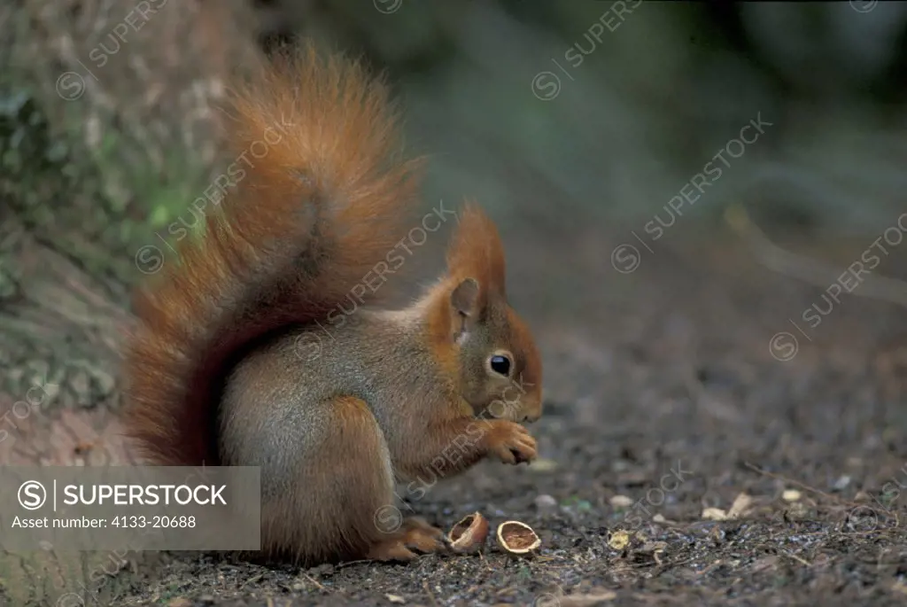 Red Squirrel , Sciurus vulgaris , Germany , Adult with hazelnut feeding