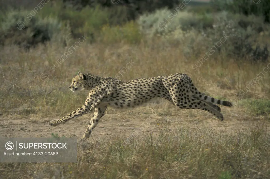 Cheetah , Acinonyx jubatus , South Africa , Africa , Adult running