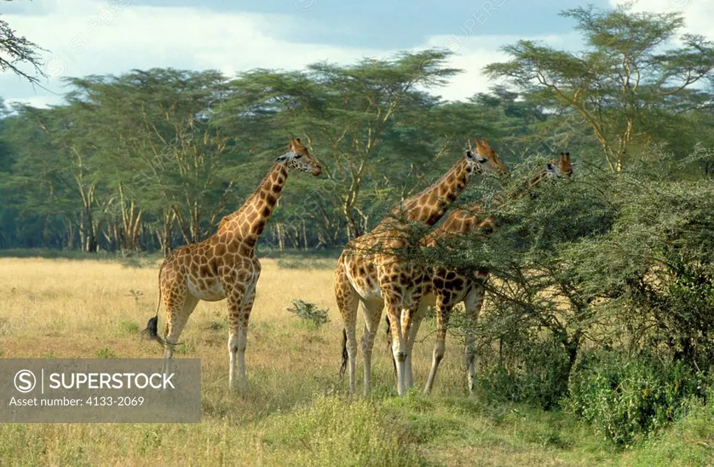 Rothschild Giraffe,Giraffa camelopardalis rothschildi,Nakuru Nationalpark,Kenya,Africa,group of adults feeding
