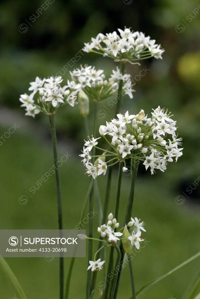 Garlic Chives, Allium Tuberosum, Germany, bloom
