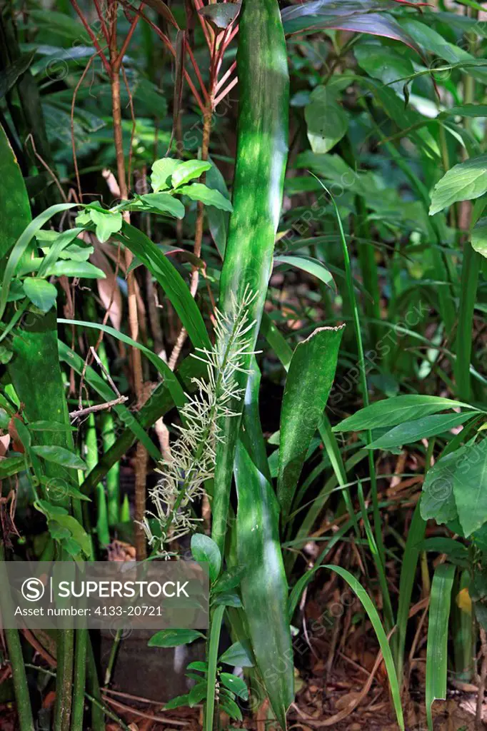 Mother in Law Tongue,Snake Plant,Sansevieria trifasciata,Roatan,Honduras,Caribbean,Central America,Latin America,green leaves