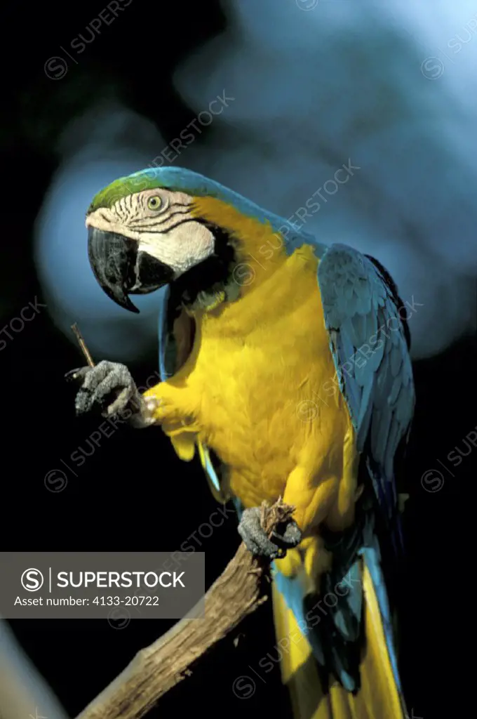 Blue & Yellow Macaw , Ara ararauna , South America , adults portrait
