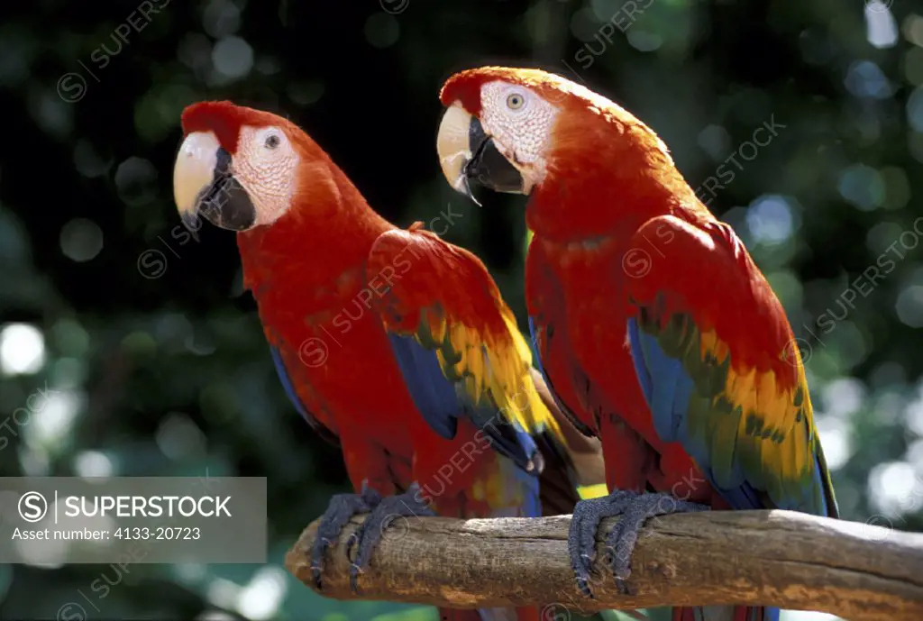 Scarlet Macaw  , Ara macao , South America, America , adult couple , pair  on tree portrait