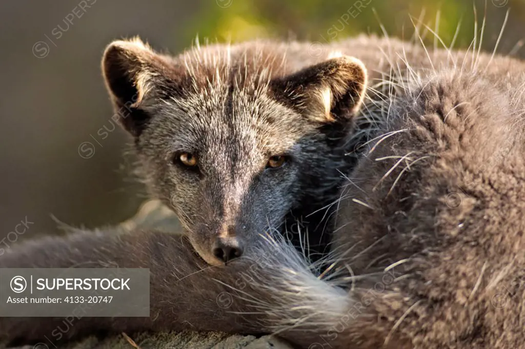 Arctic Fox Alopex lagopus USA