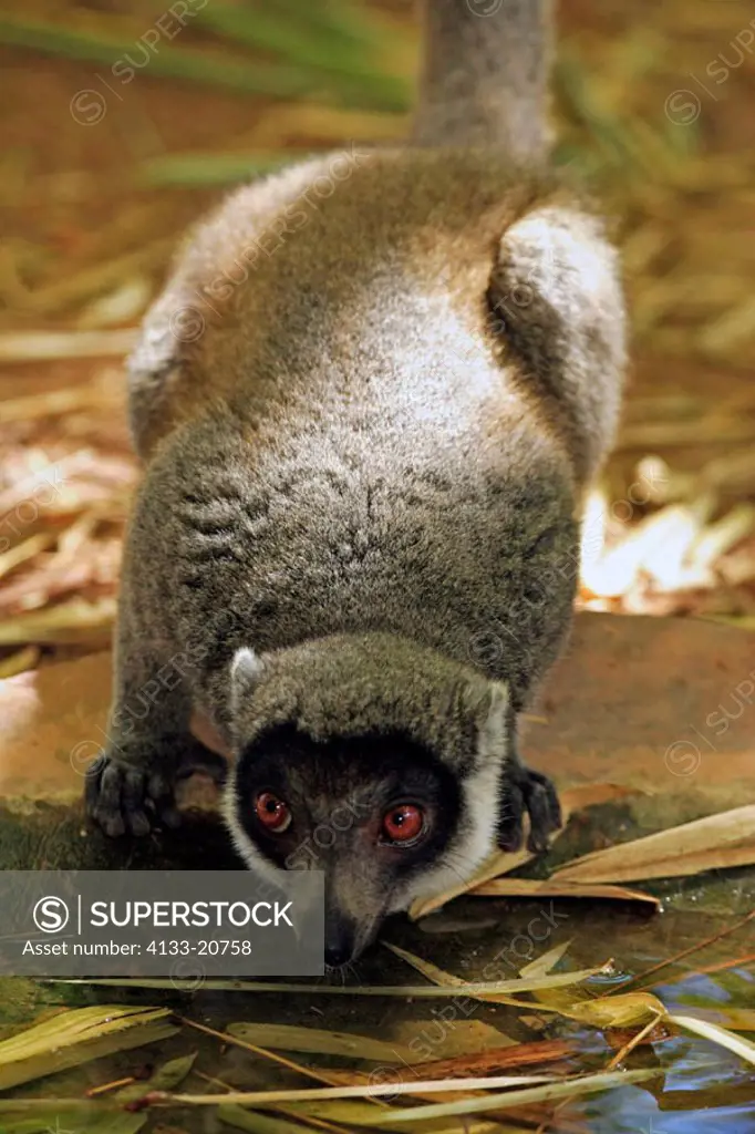 Mangoose Lemur, Eulemur mongoz, Madagascar, adult male drinking at water
