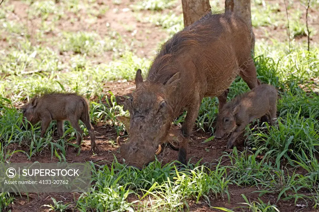 Warthog,Phacochoerus aethiopicus,Kruger National Park,South Africa,adult female with youngs