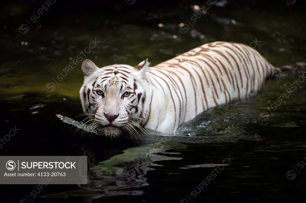 White Indian Tiger,Panthera tigris tigris,India,in water