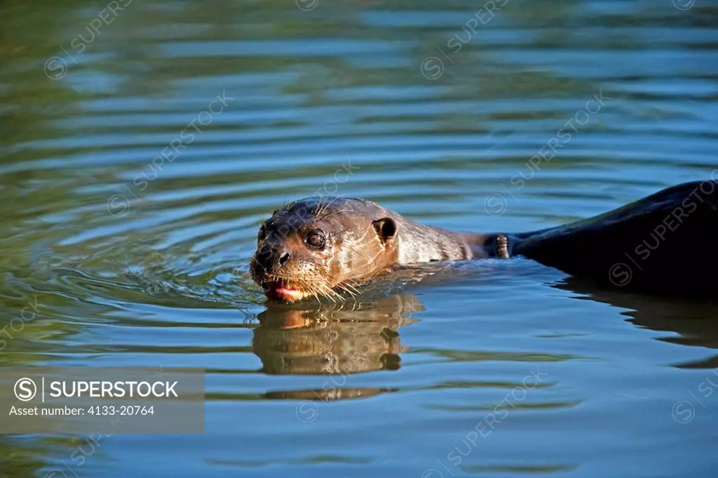 Giant River Otter,Pteronura brasiliensis,Pantanal,Brazil,adult,in water