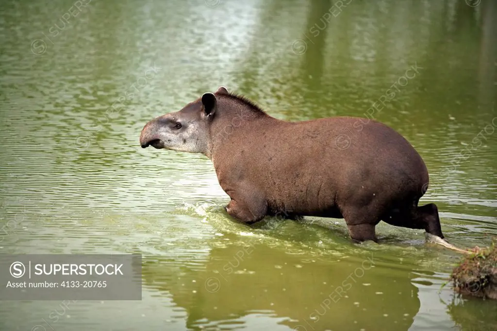 Brazilian Tapir,Lowland Tapir,Tapirus terrestris,Pantanal,Brazil,adult,in water