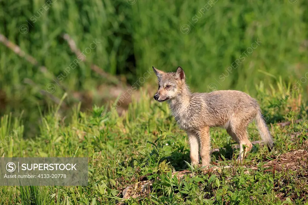 Gray Wolf,Grey Wolf,Canis lupus,Minnesota,USA,young