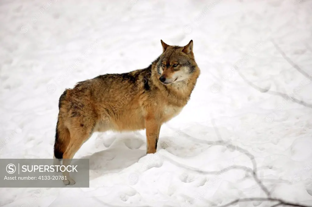 Gray Wolf,Timber Wolf,Canis lupus,Bavarian Forest Nationalpark,Germany,Europe,adult in snow in winter