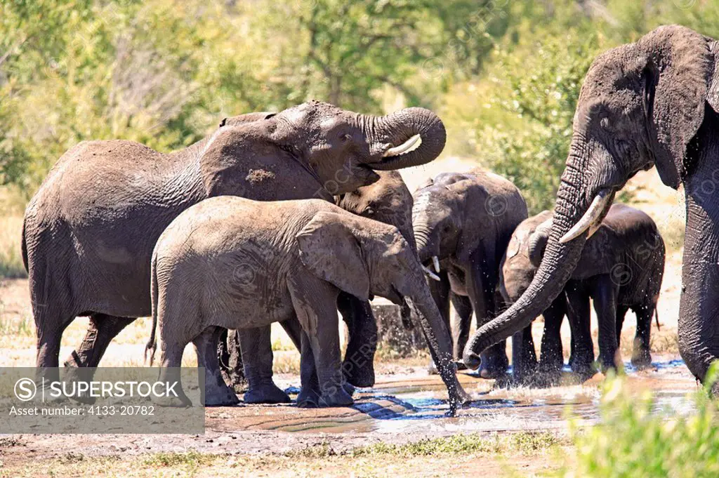African Elephant,Loxodonta africana,Kruger Nationalpark,South Africa,Africa,group drinking at waterhole