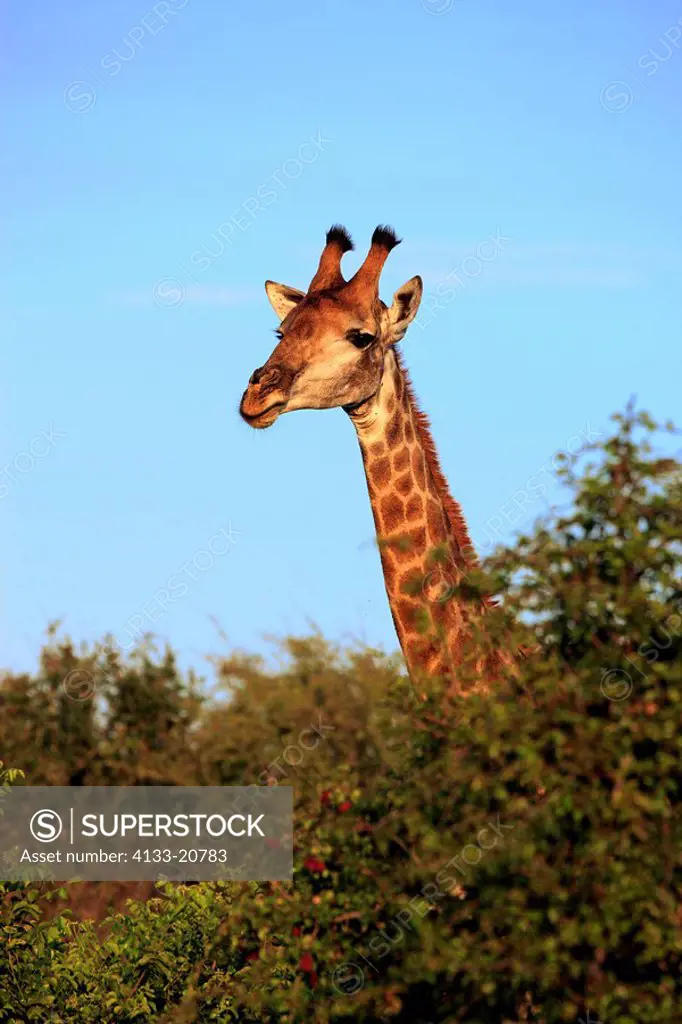 Cape Giraffe,Giraffa camelopardalis giraffa,Kruger Nationalpark,South Africa,Africa,adult portait
