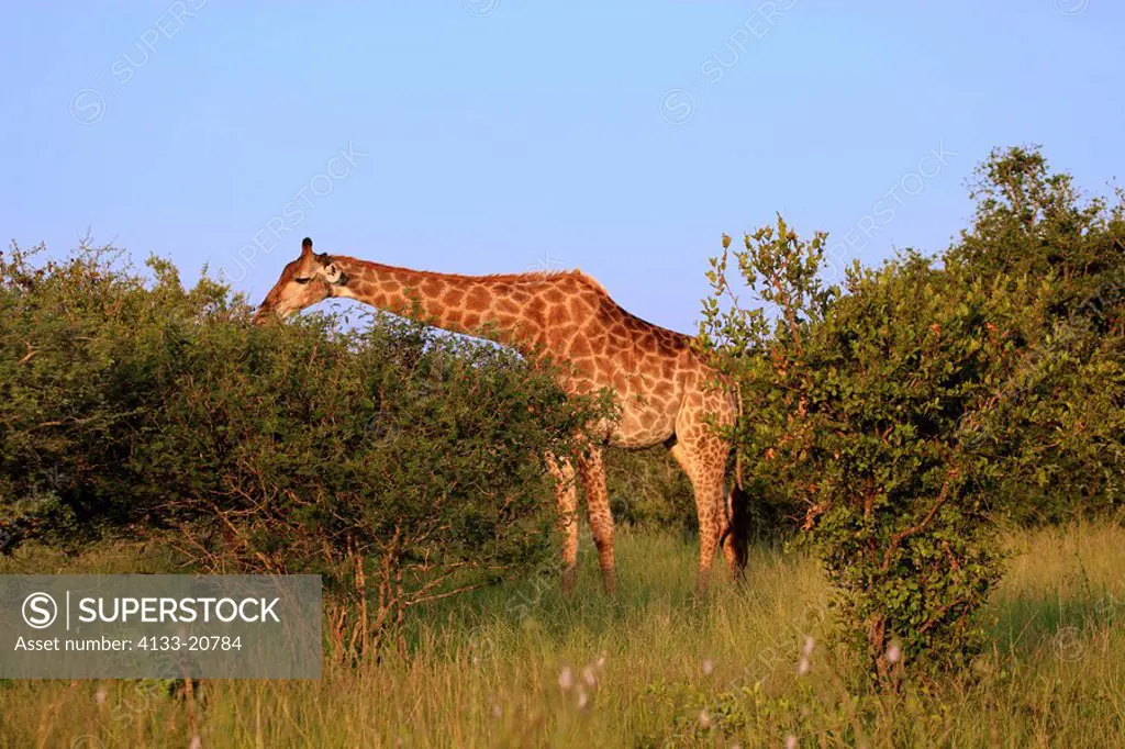 Cape Giraffe,Giraffa camelopardalis giraffa,Kruger Nationalpark,South Africa,Africa,adult feeding