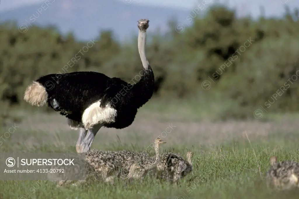 Somali Ostrich , Struthio camelus molybdophanes , Samburu Game Reserve , Kenya , Africa , adult male with young birds