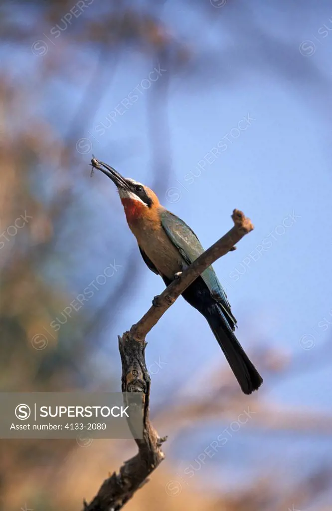 Whitefronted Bee eater,Merops bullockoides,Kruger National Park,South Africa,Africa,adult on tree with prey