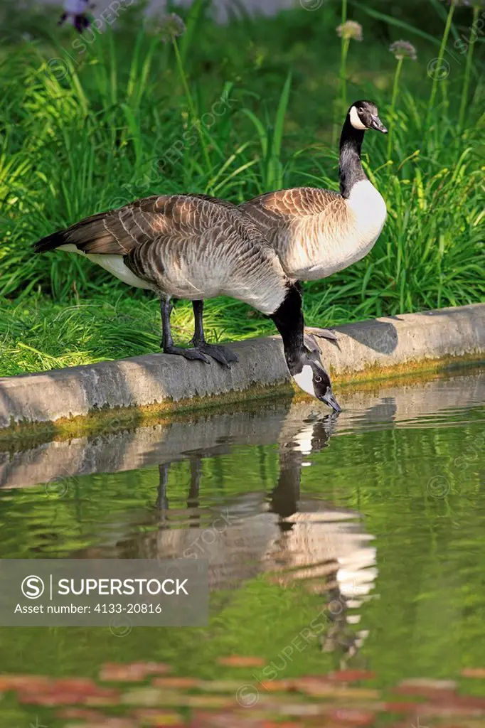Canada Goose,Branta canadensis,Mannheim,Germany,Europe,adult couple at water drinking