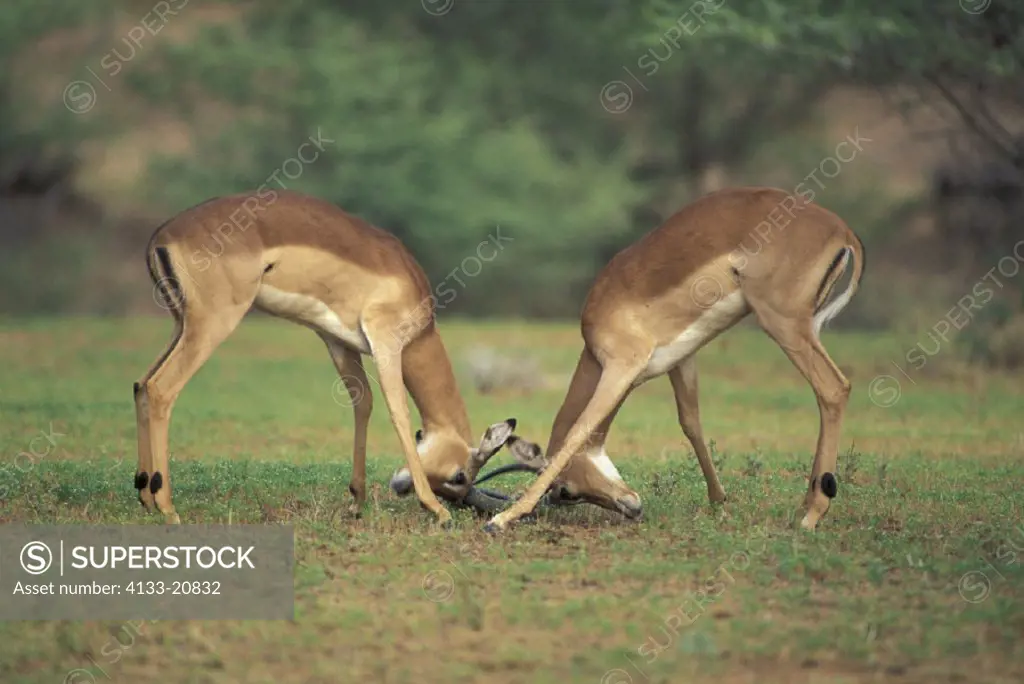 Impala , Aepyceros melampus , South Africa , Africa , Kruger National Park , Kruger National Park , Adult male fighting