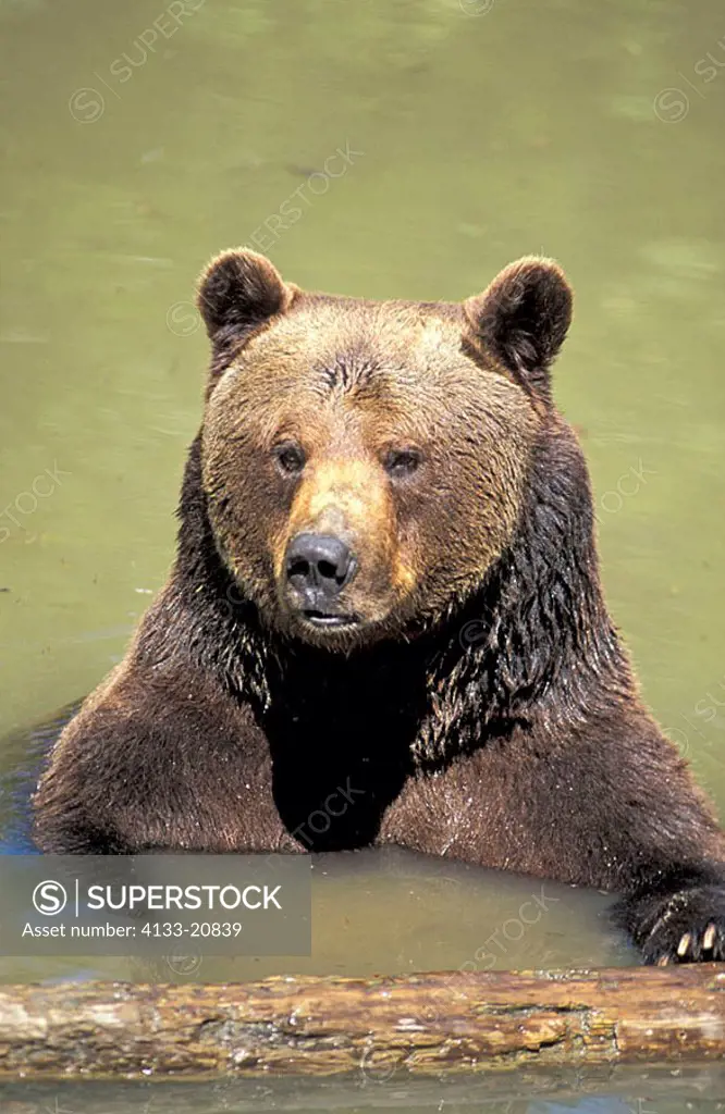 Brown Bear Ursus arctos Germany Europe