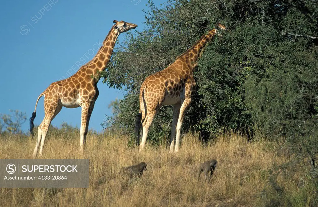 Rothschild Giraffe,Giraffa camelopardalis rothschildi,Nakuru Nationalpark,Kenya,Africa,adults feeding