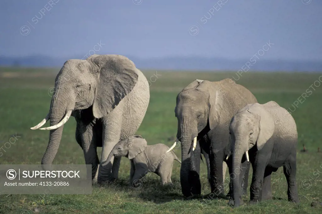 African Elephant , Loxodonta africana,  Amboseli National Park, Kenya , Africa , Family , Herd , group , Adults with youngs