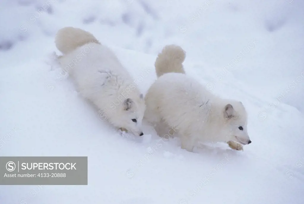 Arctic Fox , Alopex lagopus , Montana , USA , Adults , Pair , Couple , running