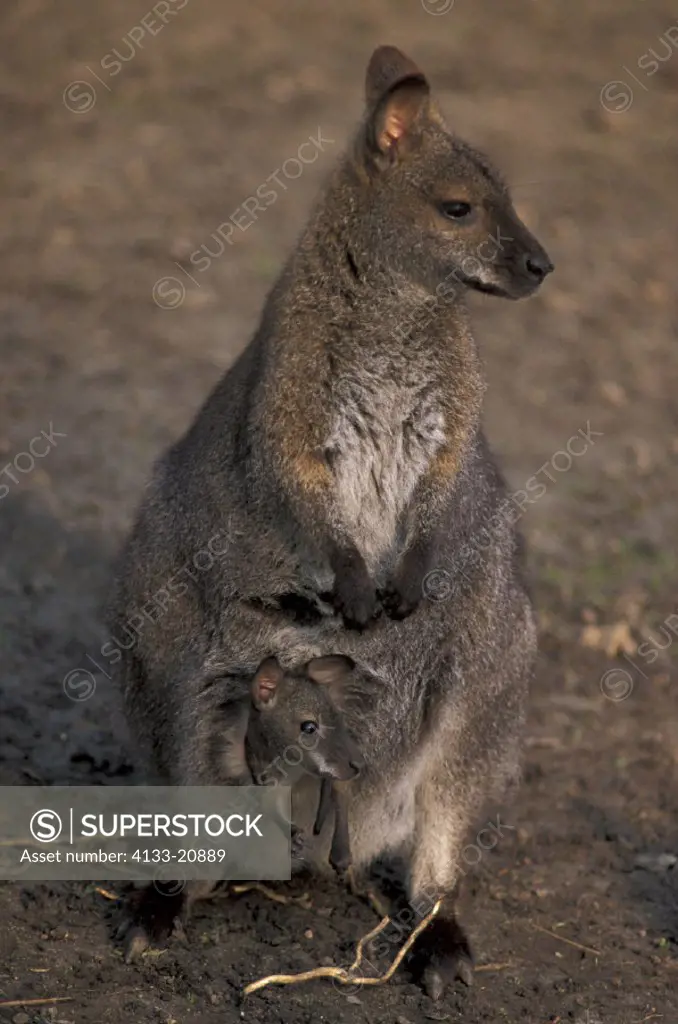 Bennett Wallaby , Macropus rufogriseus , Australia , Adult female with Young in poach