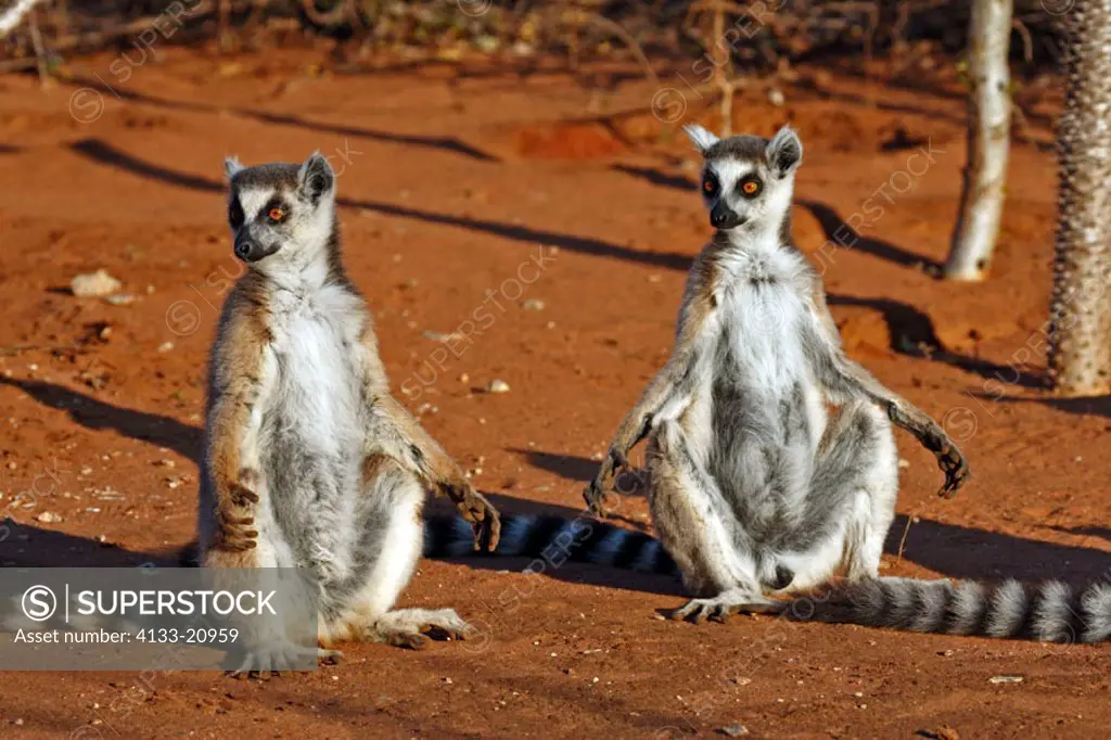 Ring Tailed Lemur, Lemur catta, Berenty Game Reserve, Madagascar, adults sunbathing