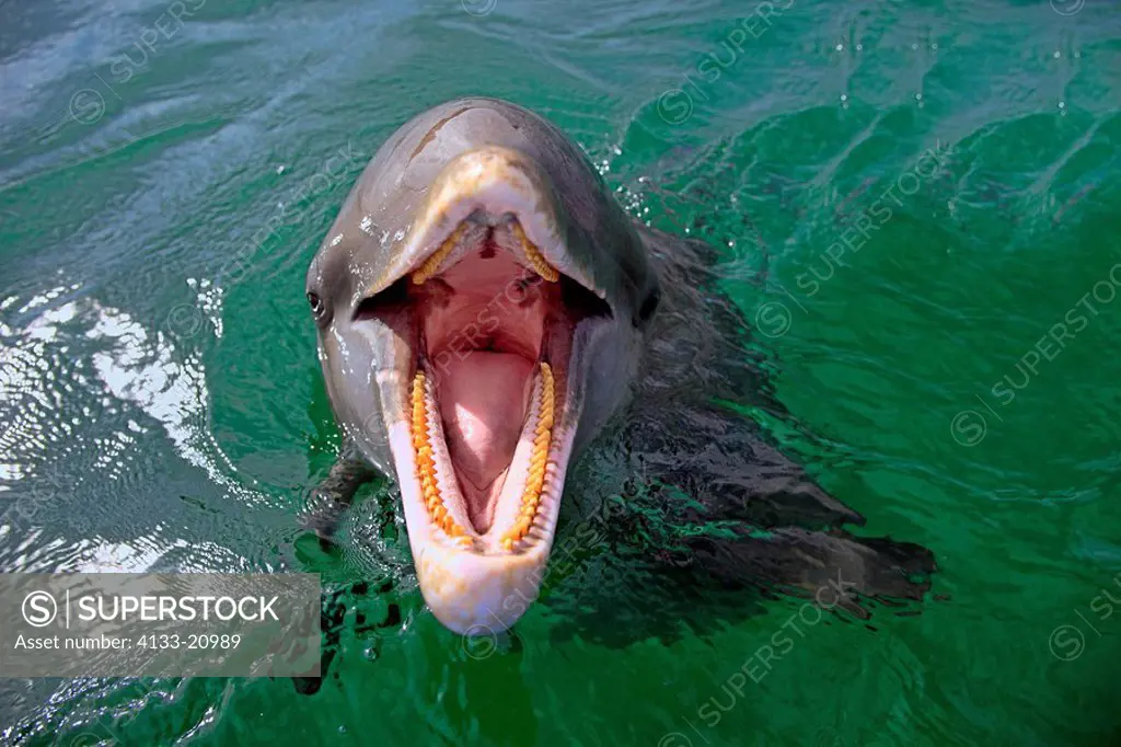 Bottle_nosed Dolphin,Bottle Nosed Dolphin,Bottle Nose Dolphin,Tursiops truncatus,Roatan,Honduras,Caribbean,Central America,Lateinamerica,adult portrai...