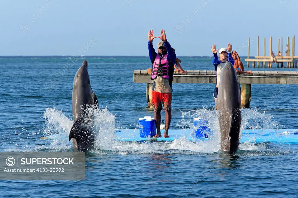 Bottle_nosed Dolphin,Bottle Nosed Dolphin,Bottle Nose Dolphin,Tursiops truncatus,Roatan,Honduras,Caribbean,Central America,Lateinamerica,tail_walk tra...