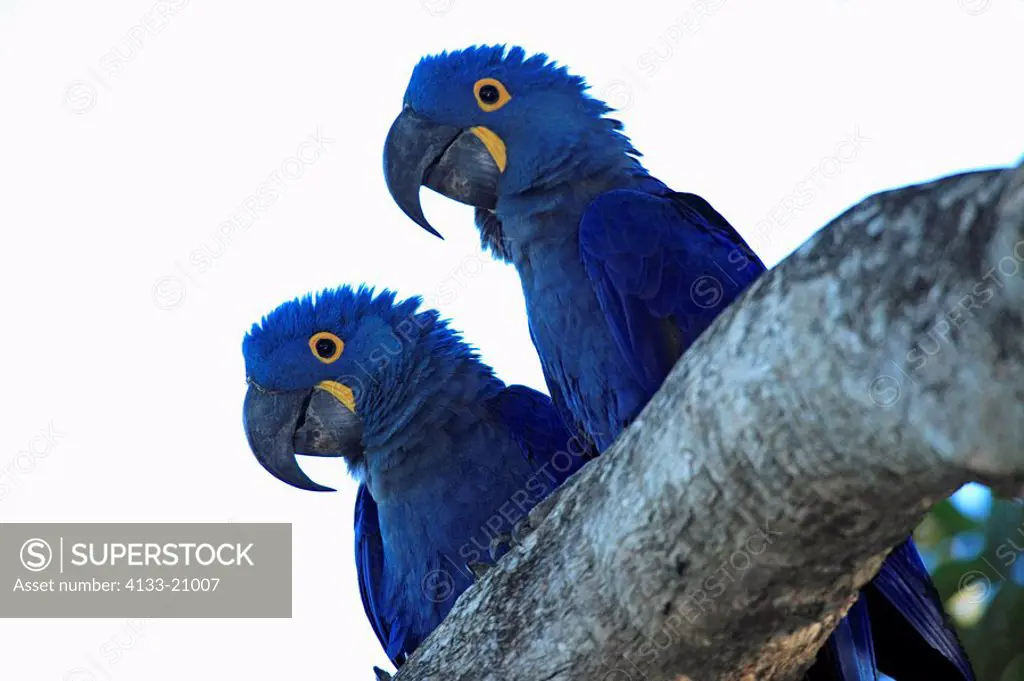 Blue Macaw,Anodorhynchus hyazinthinus,Pantanal,Brazil,adults,pair,couple,on tree