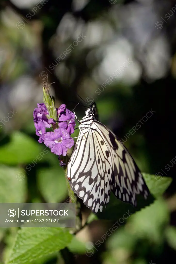 Rice paper Butterfly, Idea leuconoe, South East Asia, imago feeding on bloom