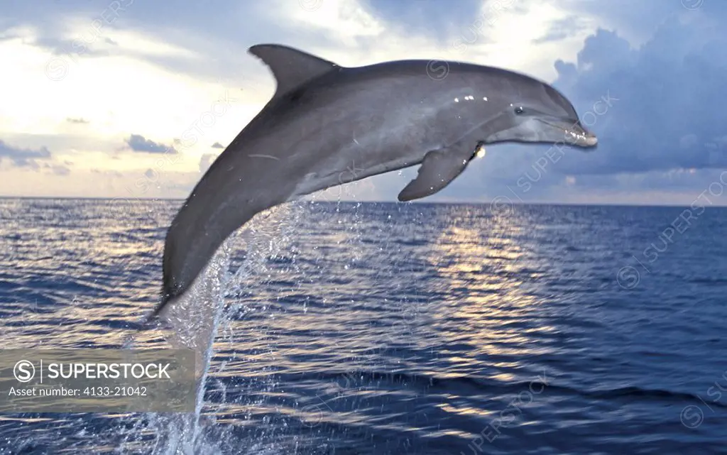 Bottle nosed Dolphin,Tursiops truncatus,Roatan,Honduras,Caribbean,adult leaping out of the water