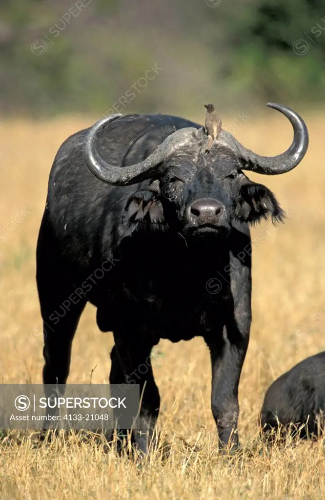 African Buffalo,Syncerus caffer,Masai Mara,Kenya,Africa,adult