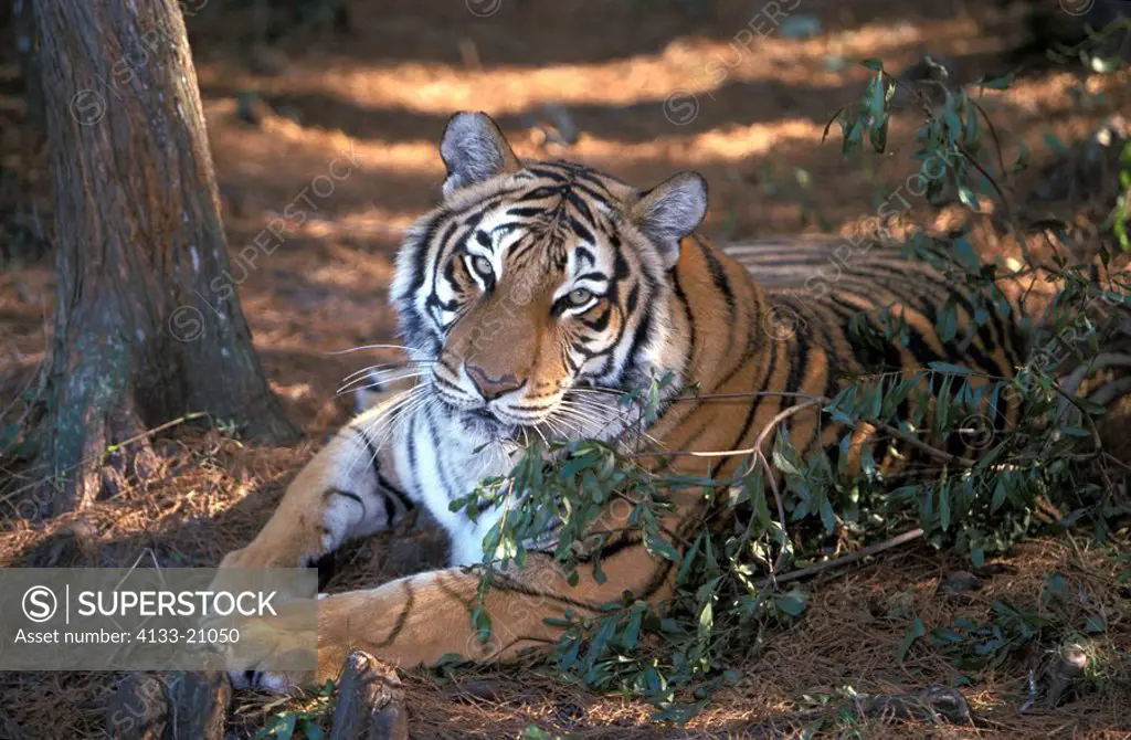 Indian Tiger ,Panthera tigris tigris,adult portrait resting