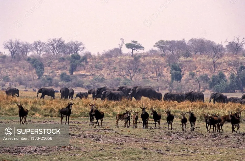 Sable Antelope,Hippotragus niger,Chobe Nationalpark,Botswana,Africa,herd